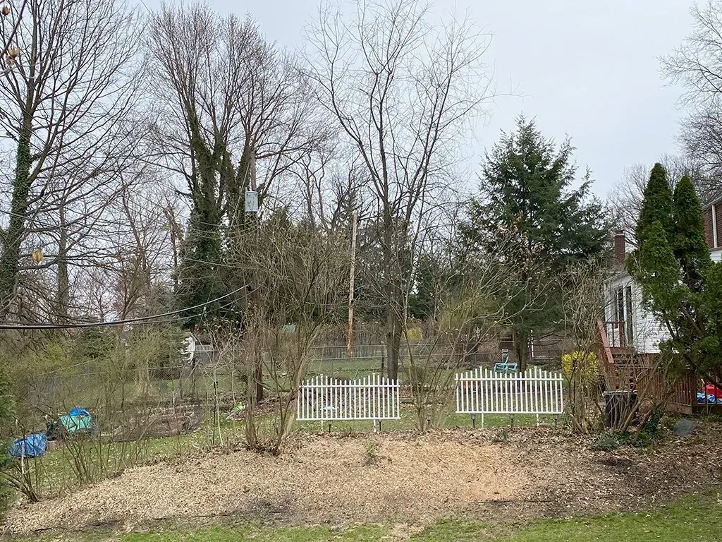 A backyard with bare trees, a small white picket fence, and a pile of wood chips in the foreground.