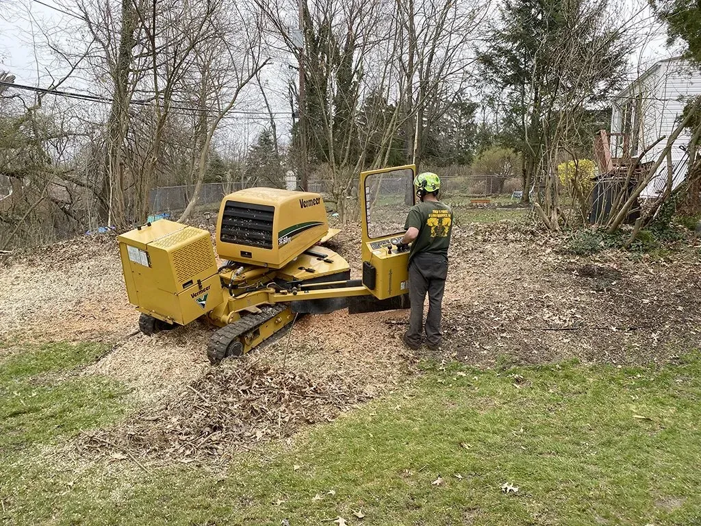 A worker using a yellow stump grinder on a lawn, creating wood chips.