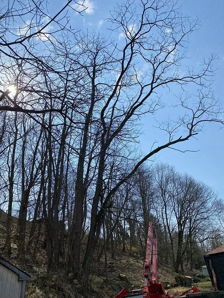 Tall trees with bare branches against a bright blue sky. Sun peeks through the left.