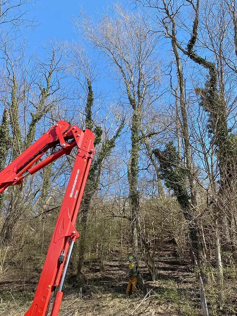 Red crane trimming tall trees in a sunny, wooded area.