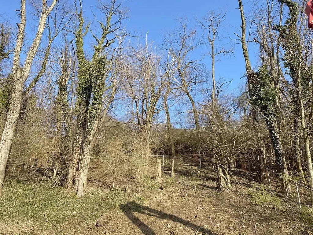 Bare trees and brush on a hillside under a clear blue sky.