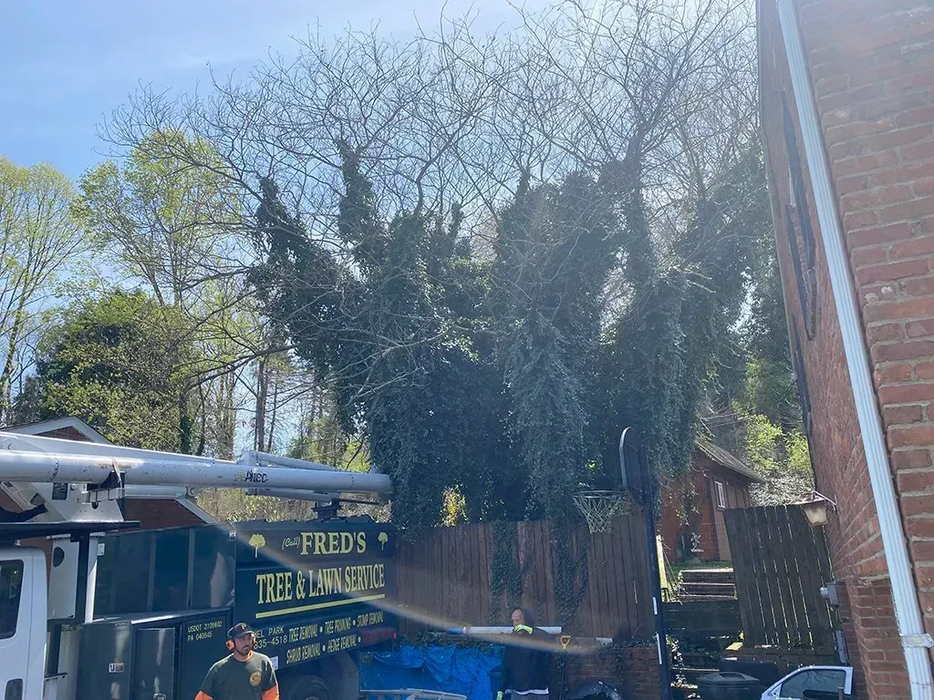 Tree covered in vines next to a brick building, partially obscuring a sign for tree services.