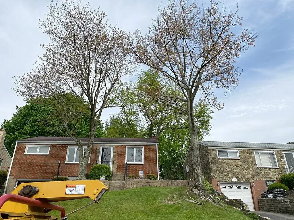 Two trees flanking a brick house on a hillside, spring foliage, and a lawnmower in the foreground.