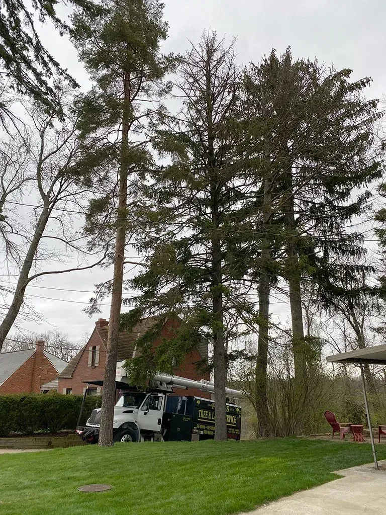 Tall trees and a white truck parked on a grassy lawn, brick house in the background.