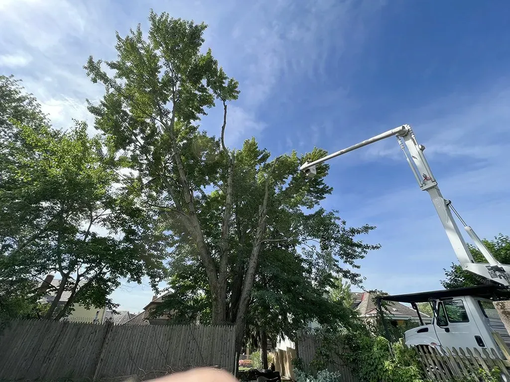 A tree being trimmed by a white cherry picker under a bright blue sky.