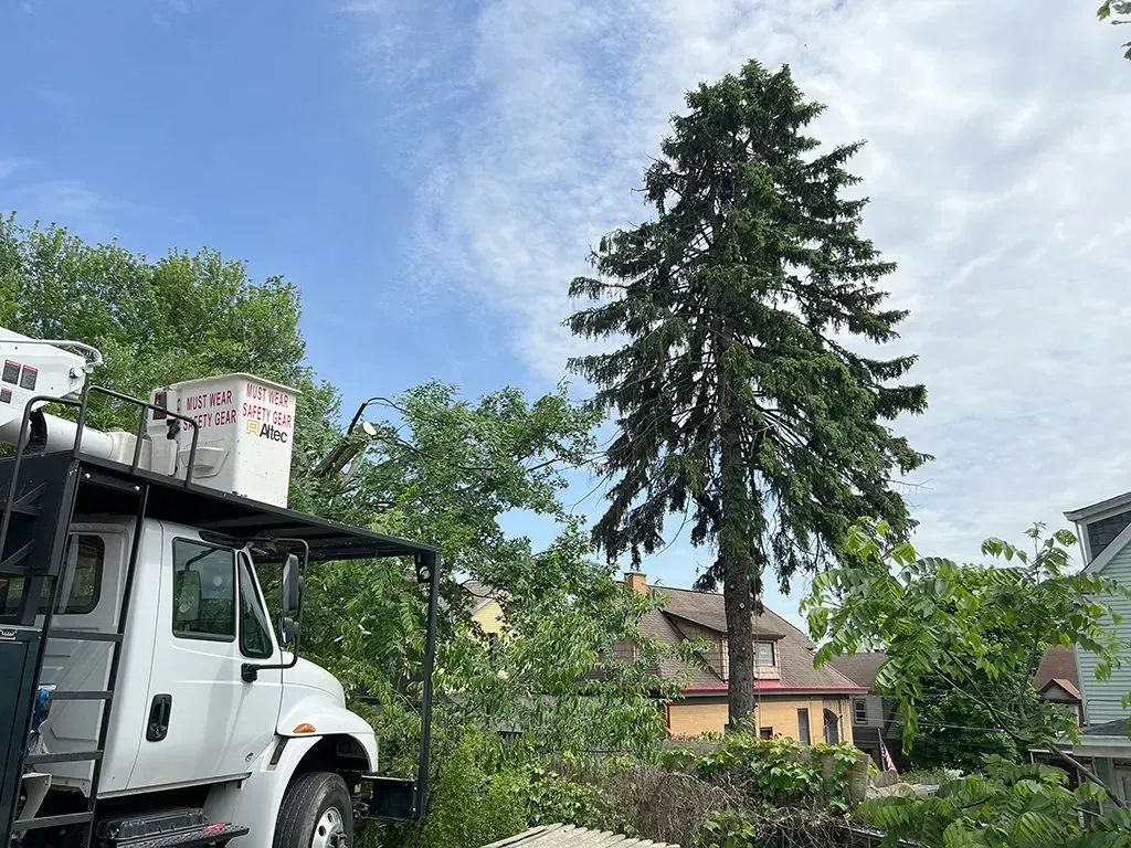 A tall evergreen tree next to a white truck with a raised arm, under a cloudy sky.
