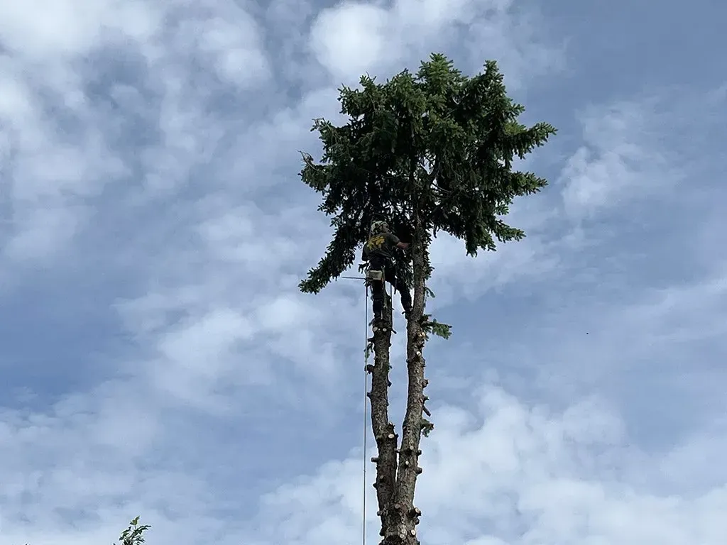 A tall tree trunk with remaining foliage at the top, against a cloudy sky.