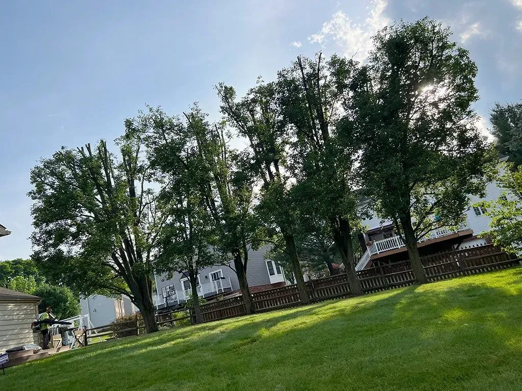 Green lawn sloped with tall trees and houses under a bright sky.