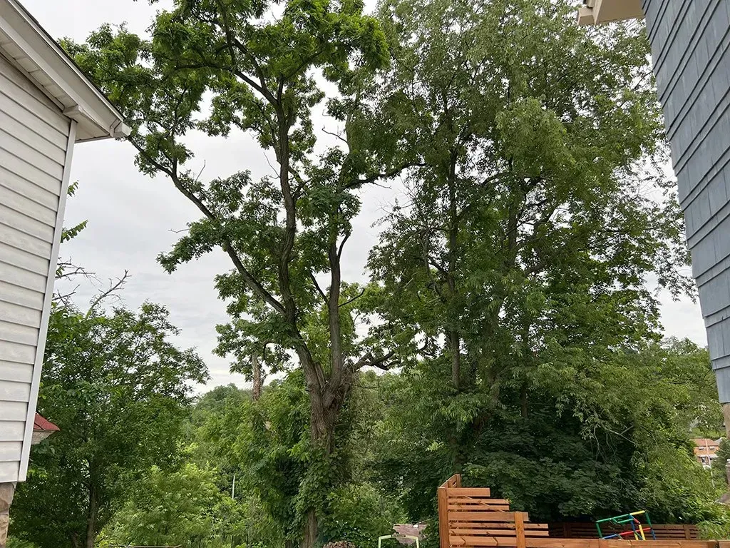 Large tree between two buildings, with green foliage and cloudy sky.