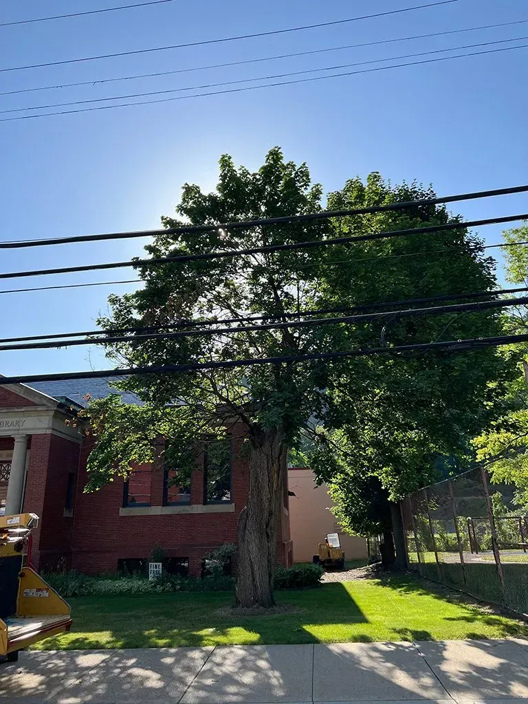 A tree shades a brick building on a sunny day. Power lines cross the sky.