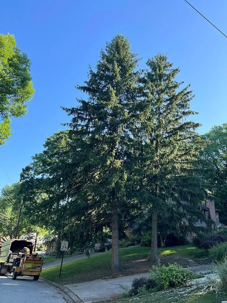 Two tall evergreen trees against a blue sky, roadside setting.