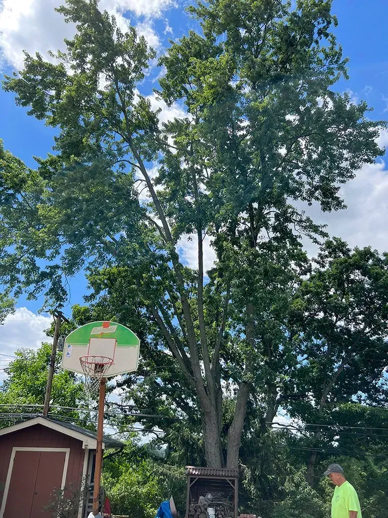 Tall tree with lush green leaves, a basketball hoop, and a shed against a blue sky.