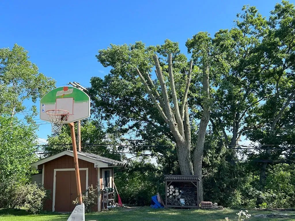 A backyard scene with a partially trimmed tree, a basketball hoop, and a shed on a sunny day.