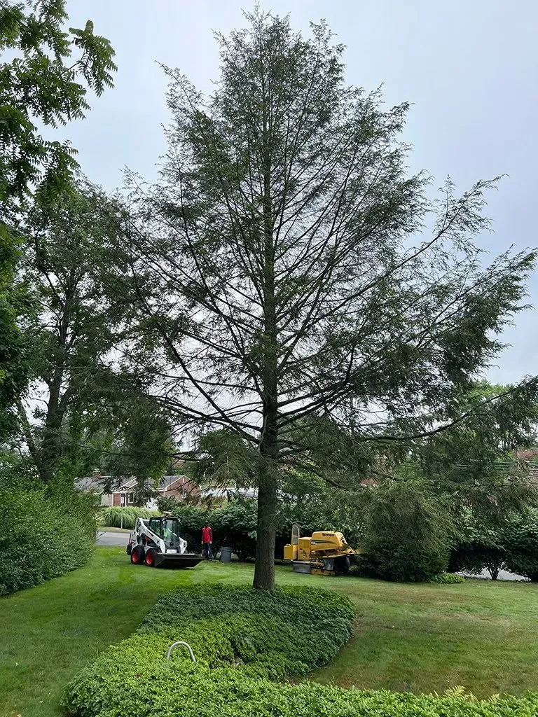 A tall tree in a grassy yard with landscaping equipment in the background on an overcast day.