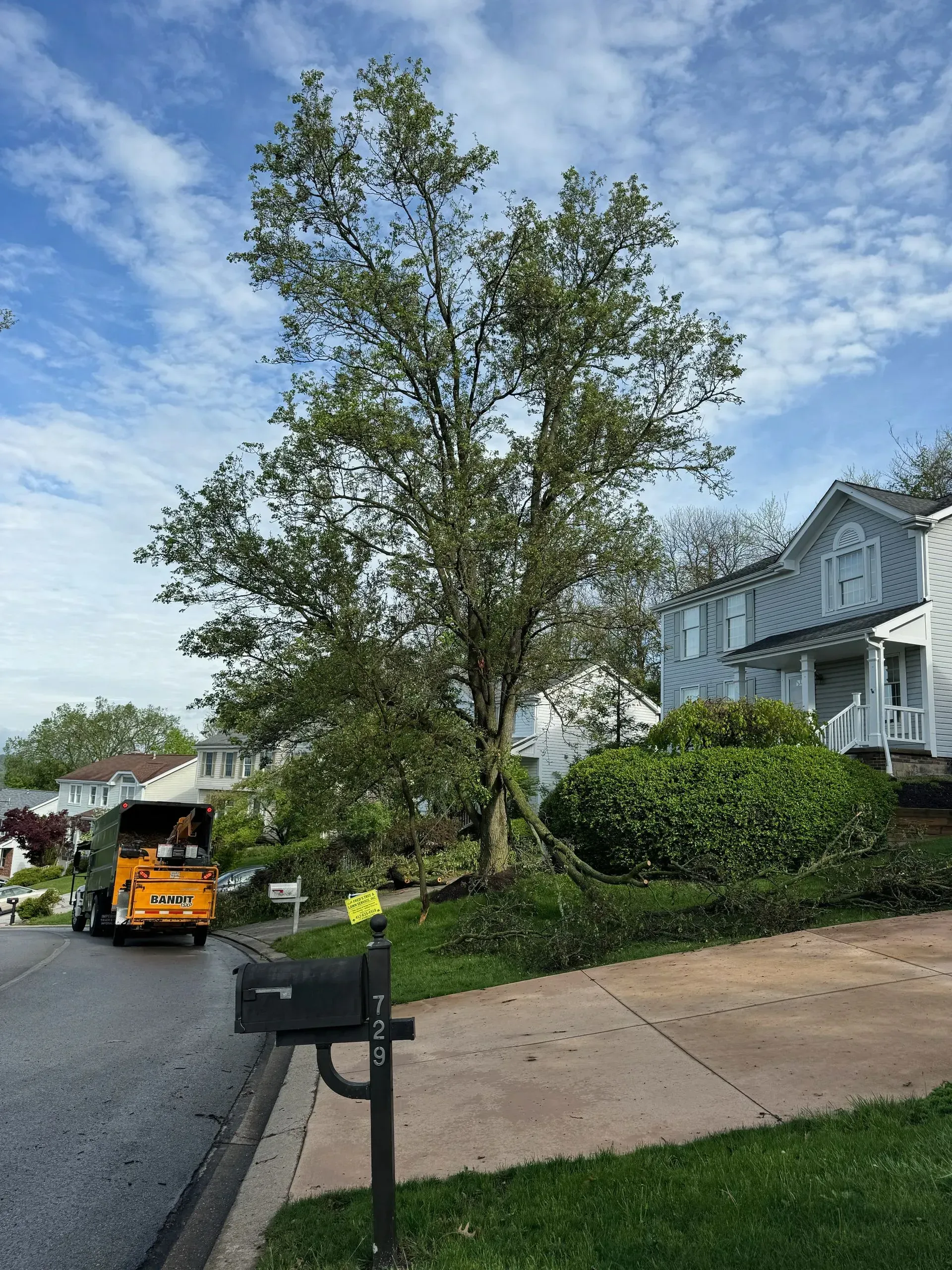A large tree on a hill next to houses and a street. A yellow vehicle is on the left side.