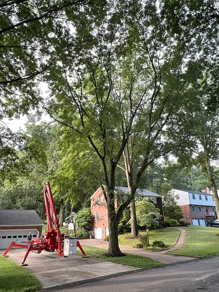 A tree with a red lift truck parked on a driveway in front of a house.