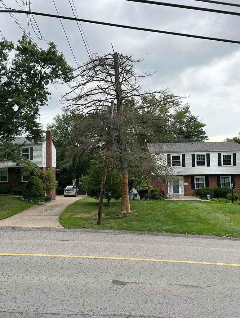 Row houses with green lawns and a dead tree in the center under a cloudy sky.