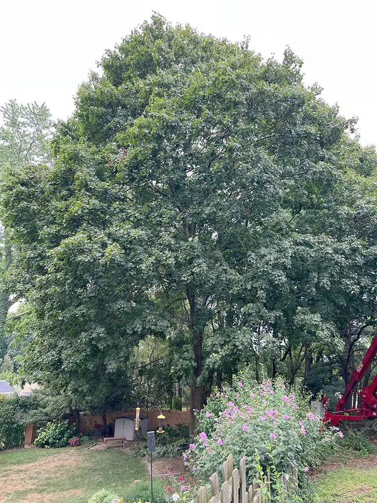 A large green tree dominates a yard, with a wooden fence and colorful bushes in the foreground.