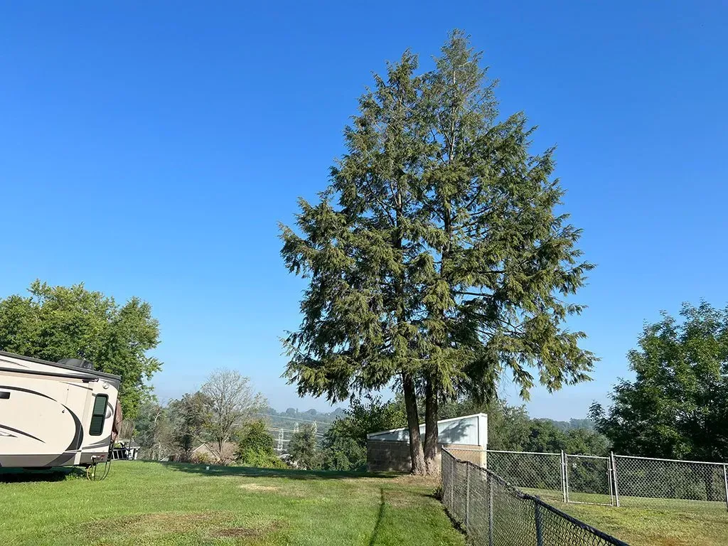 RV and tall tree on a grassy hill under a clear, blue sky; chain-link fence in foreground.