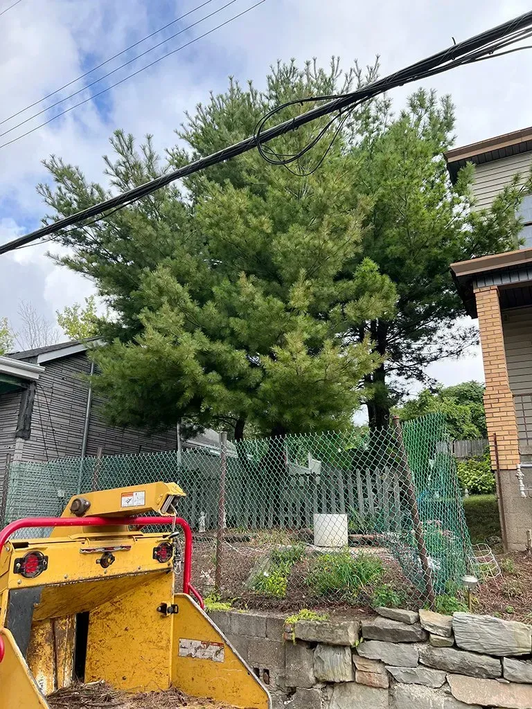 A large evergreen tree in a backyard behind a small fence next to a house with a yellow wood chipper in the foreground.