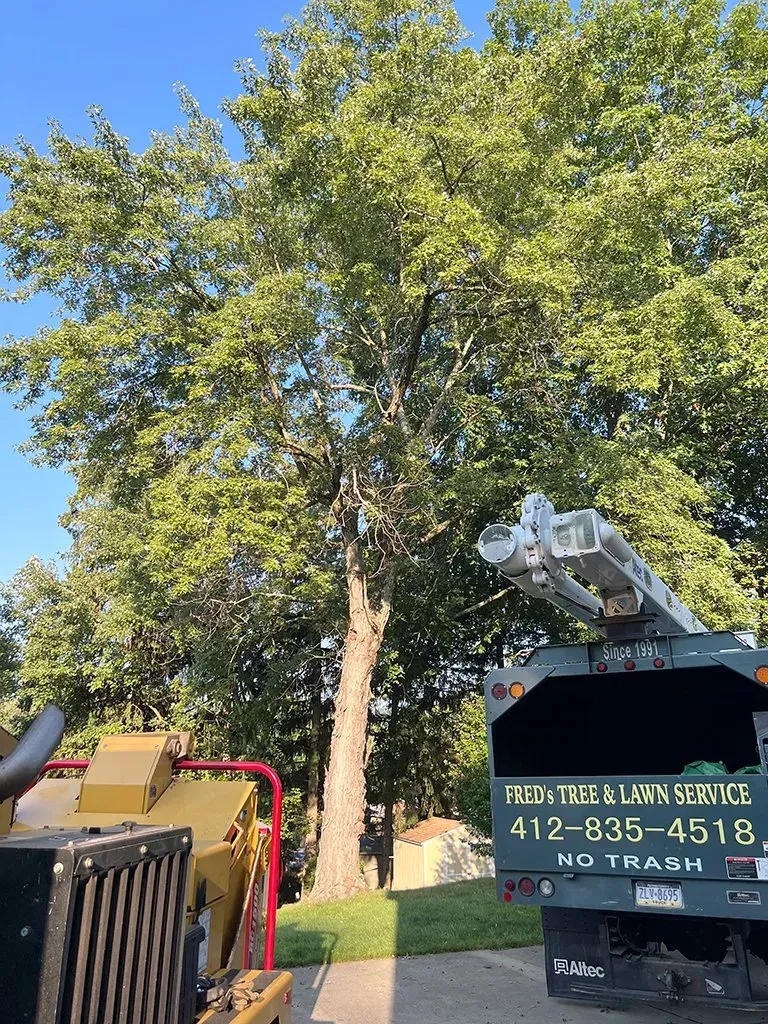 Tree trimming service in progress; truck with lift in front of a large tree.