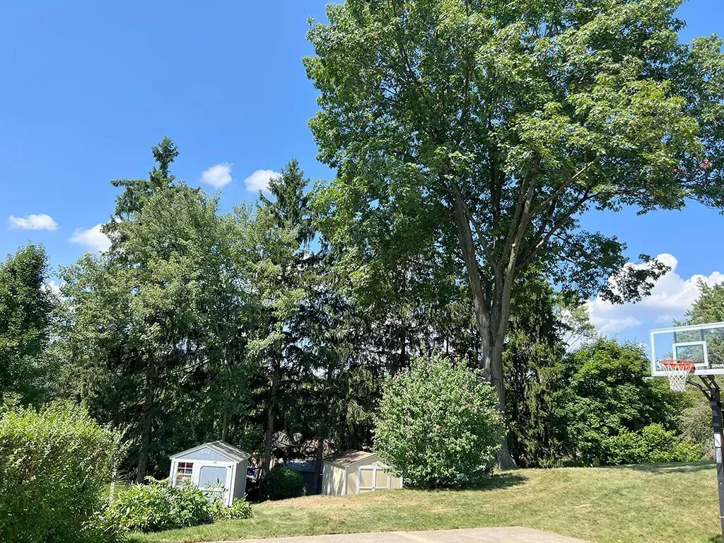 Green trees, small sheds, and a basketball hoop under a blue sky.