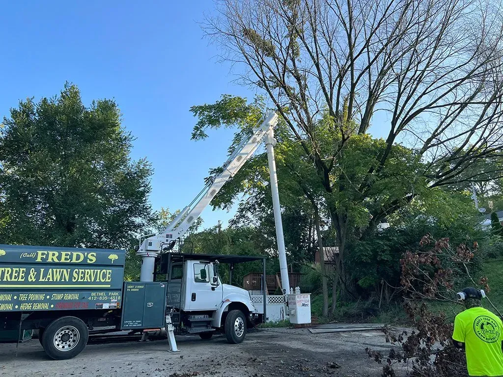 Truck with lift trimming a tree; worker in yellow vest. Fred's Tree & Lawn Service truck parked outdoors.