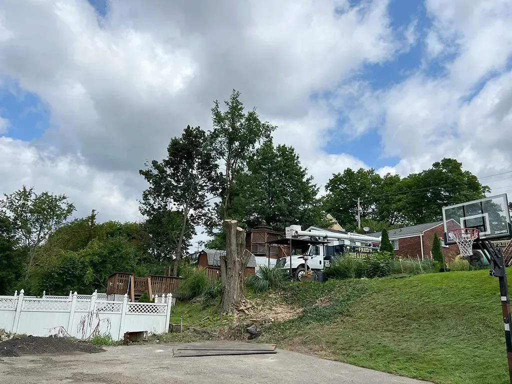 Partially cut tree in yard with houses, white fence, and basketball hoop under a cloudy sky.