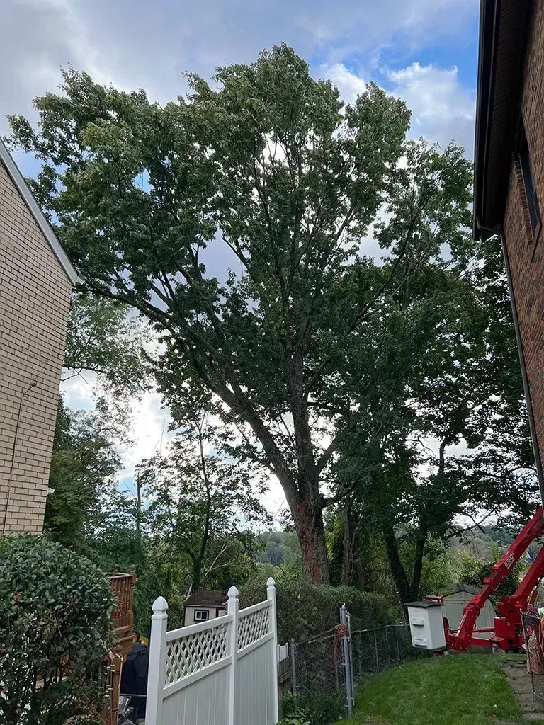 Tall tree between two buildings, partly cloudy sky, white fence, and red lift equipment.