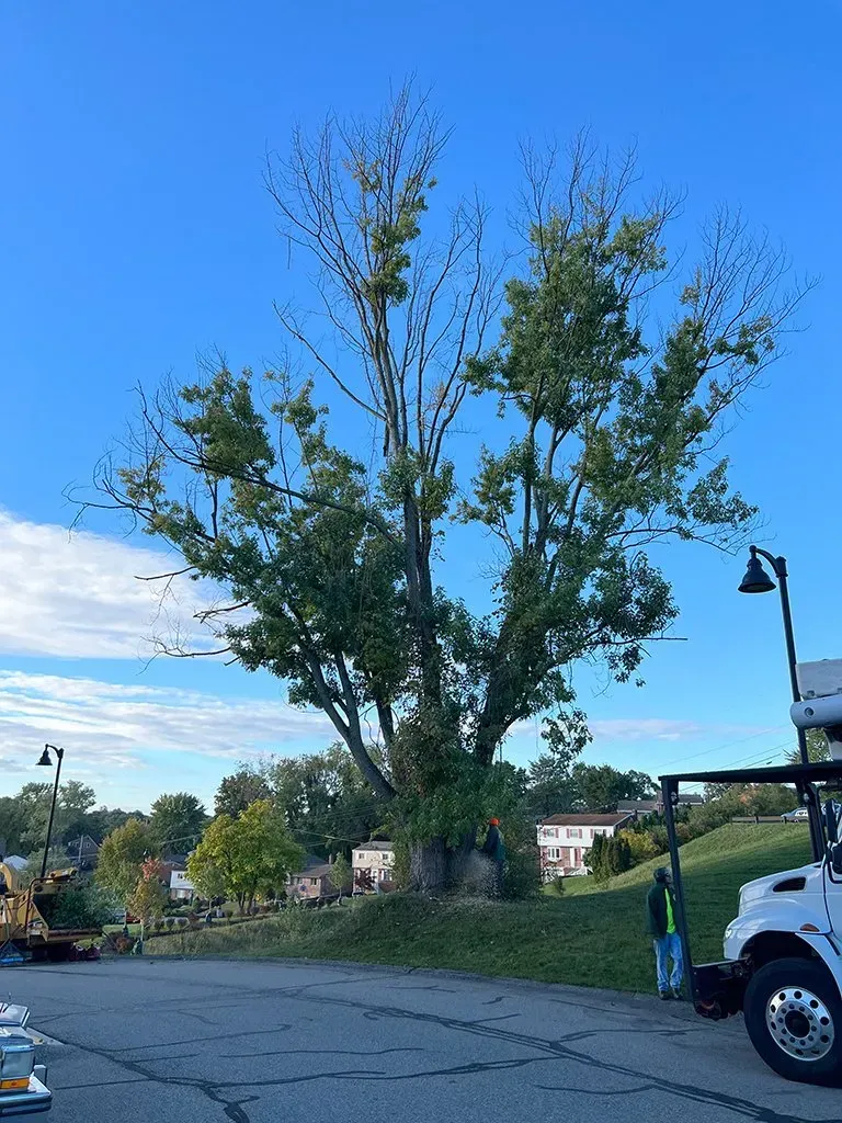 Tall tree with sparse leaves in front of a blue sky, a worker and utility truck present.