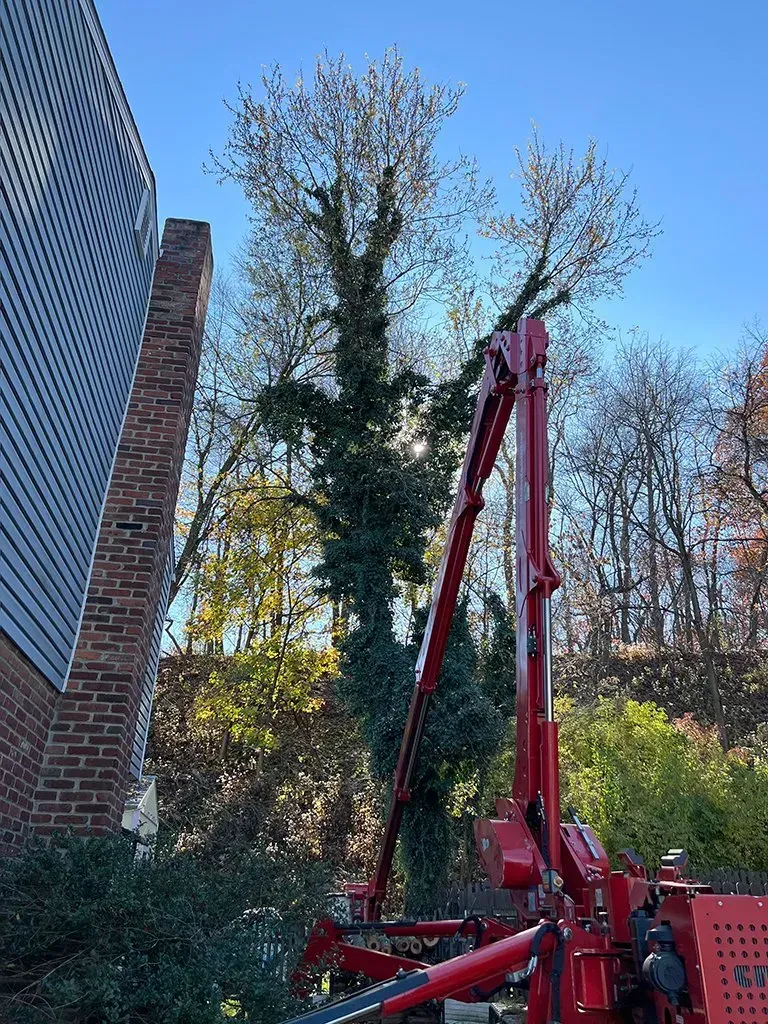 Red tree trimming equipment near a tall tree covered with ivy, next to a brick chimney and building.