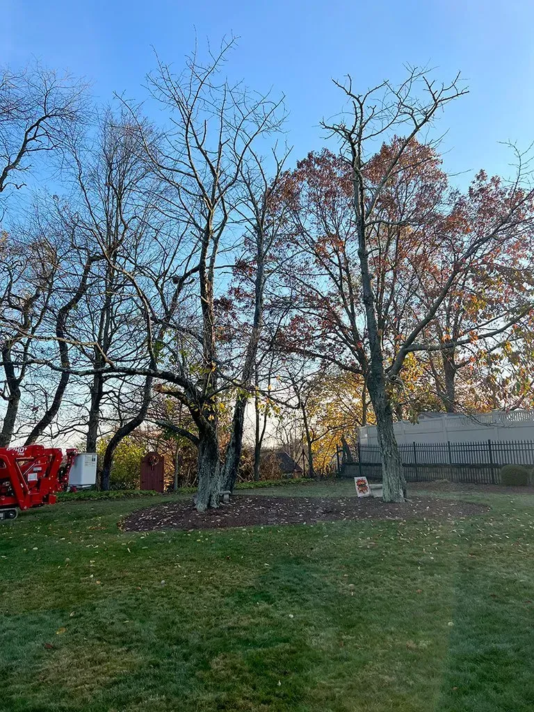 Trees with bare branches and some autumn leaves, lawn, red machine, and shed.