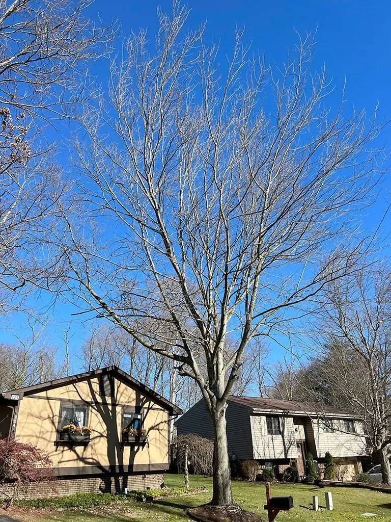 A tall tree with bare branches stands in front of two houses on a sunny day.
