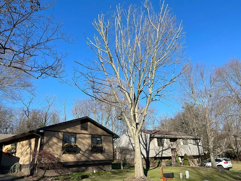 Two houses beneath a large, bare tree under a clear, blue sky.