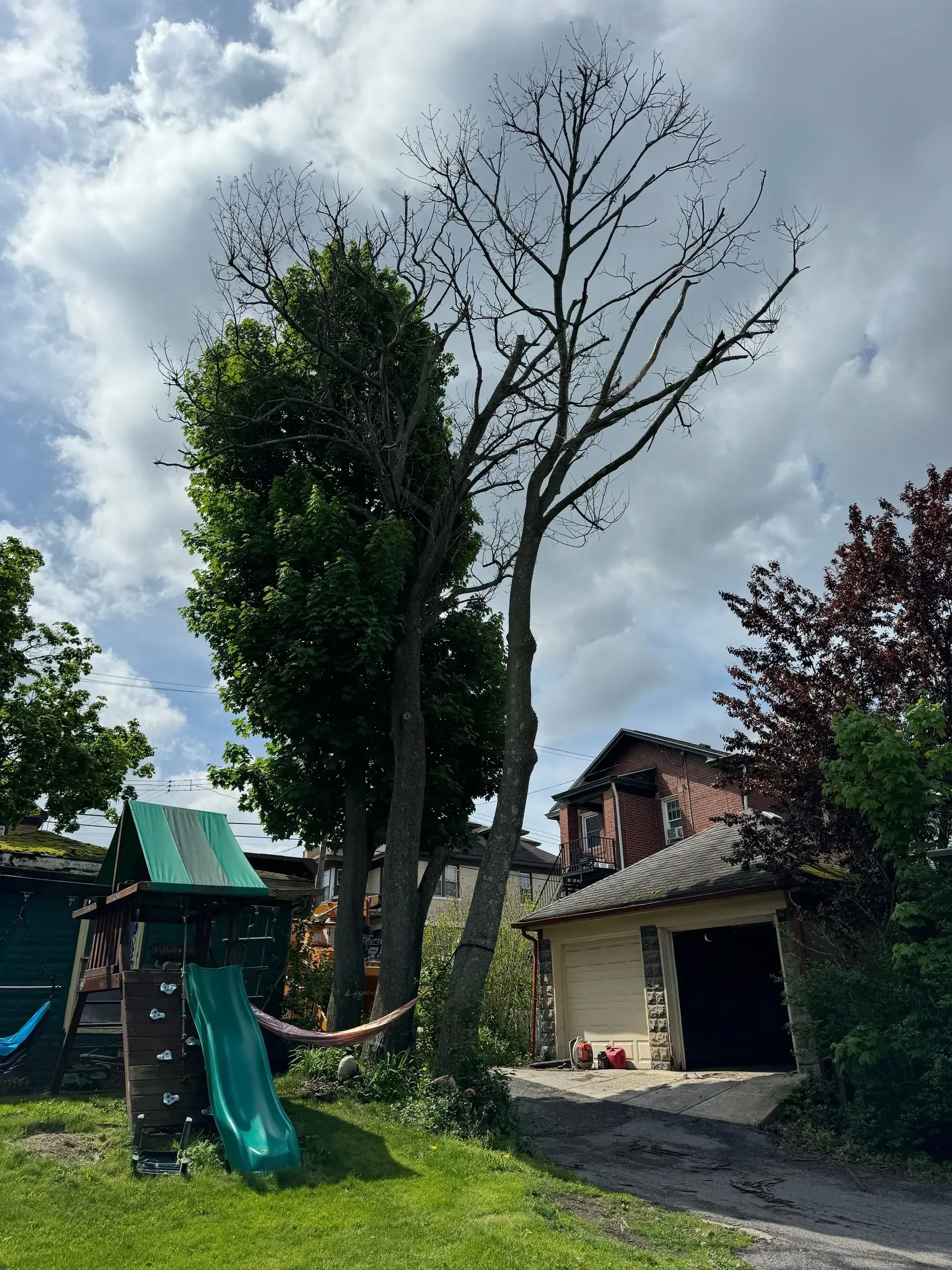 A tall tree with green leaves and bare branches stands next to a house with a garage and a children's playset.