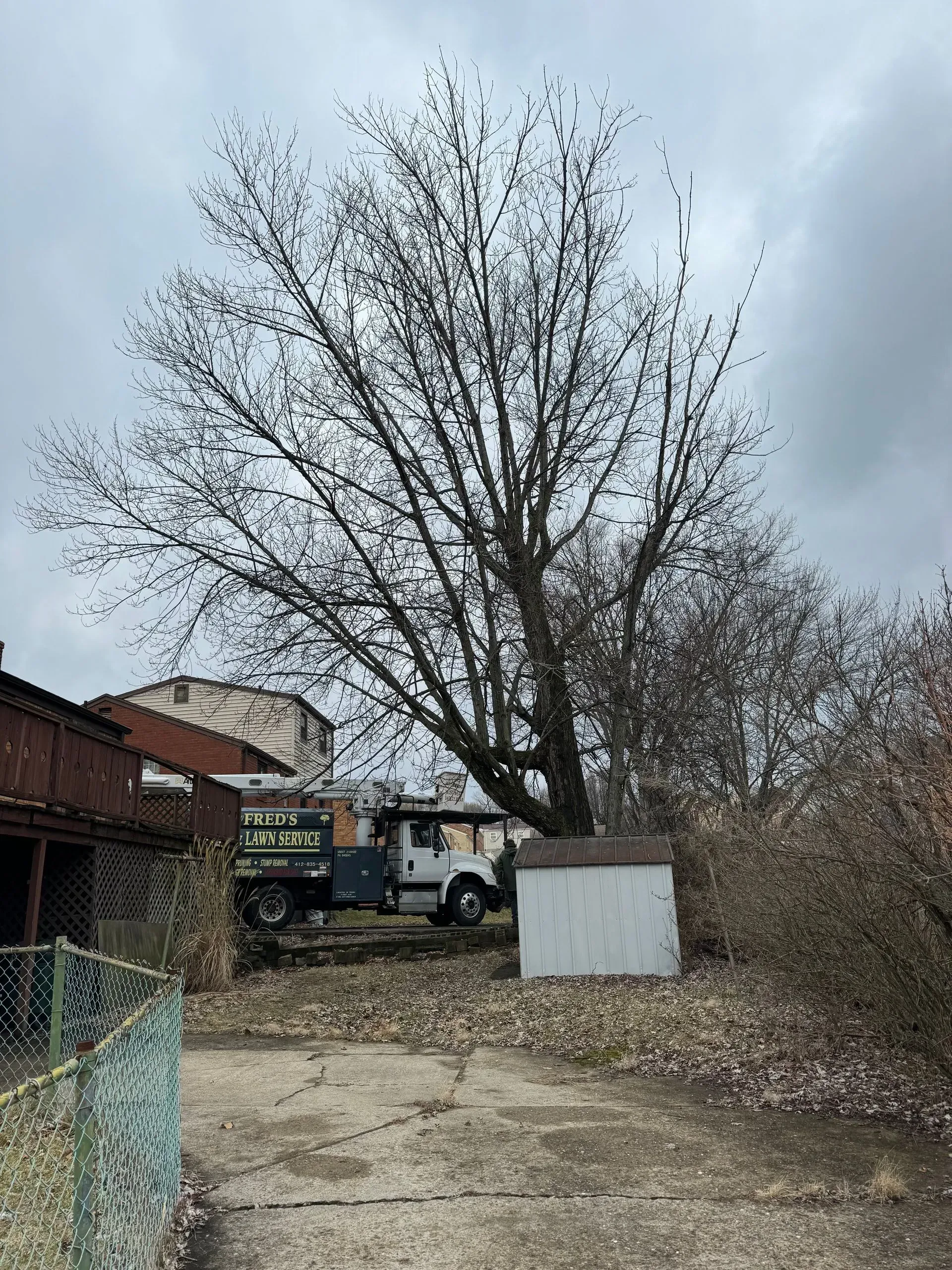 A tall tree with bare branches towers over a truck and small shed in a cluttered backyard.