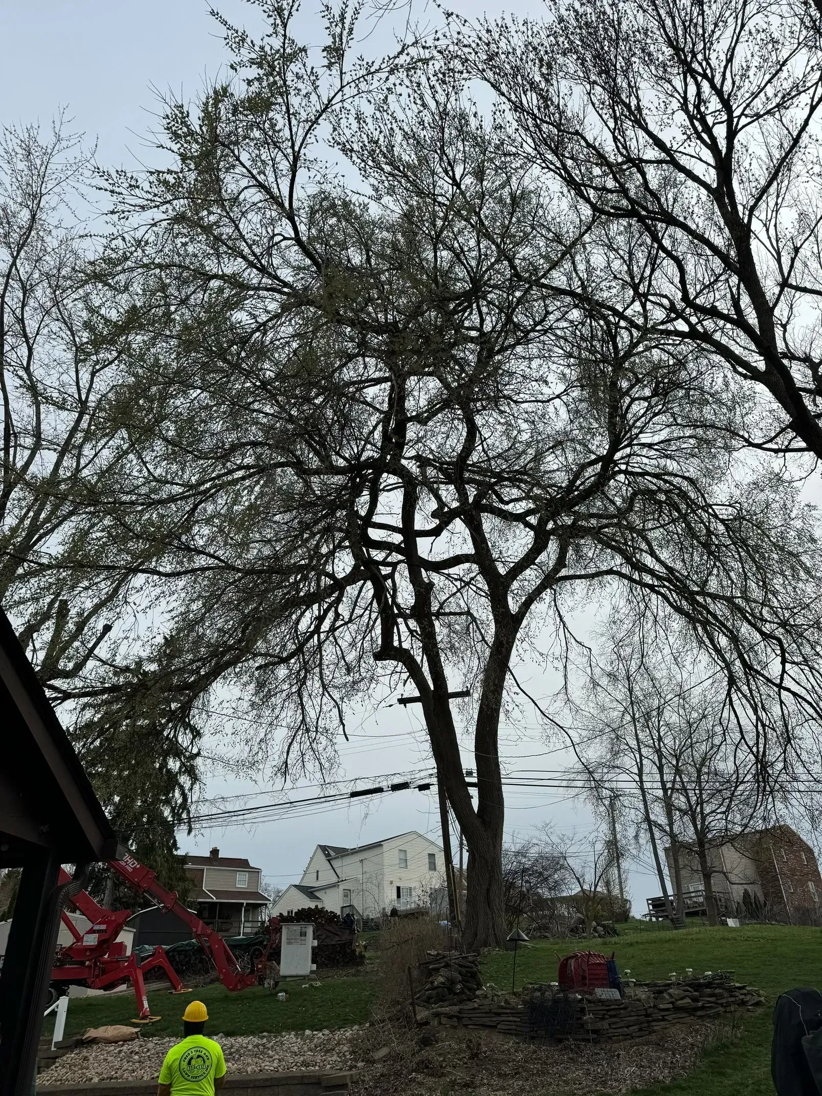 Mature tree with sprawling branches; a worker in a yellow vest stands nearby, a red lift machine is in the distance.