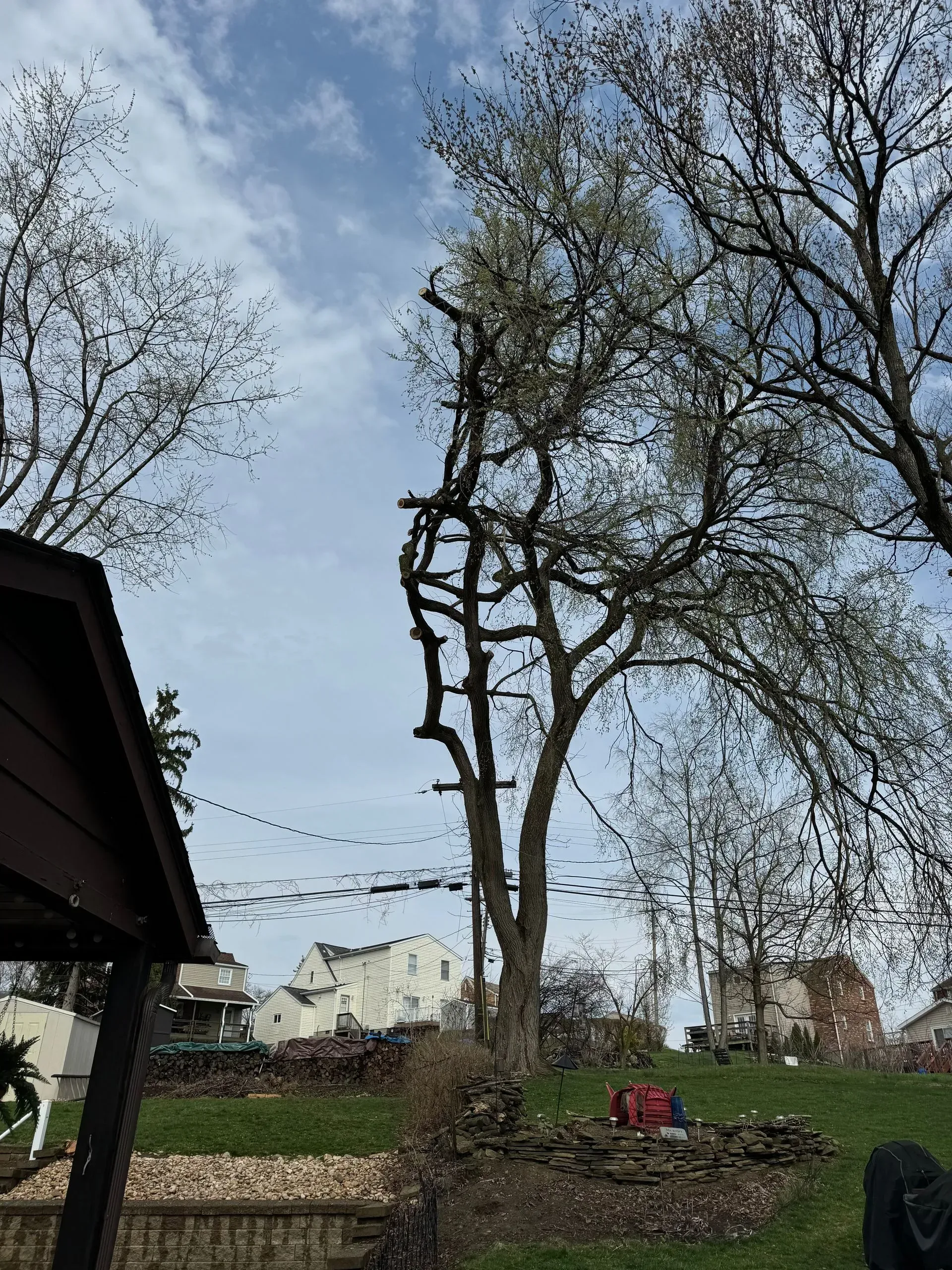 Tall tree with bare branches, against a cloudy sky, visible from a grassy yard; buildings in the background.