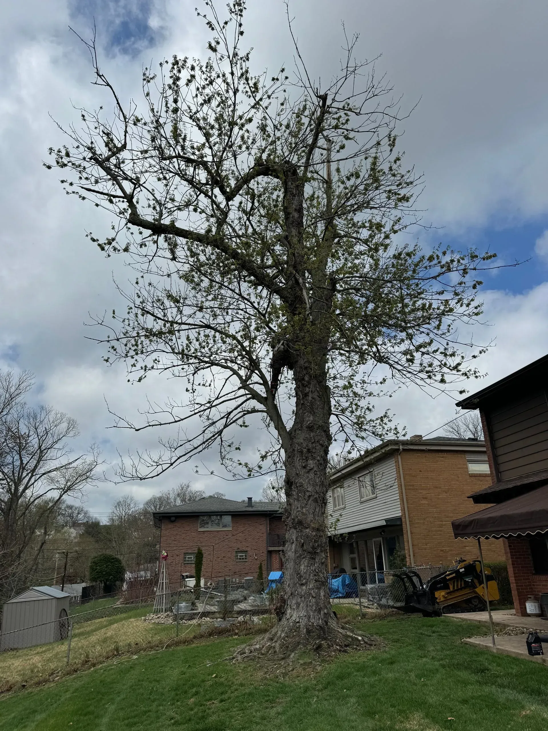 Large tree with sparse green leaves in front of buildings and a cloudy sky.