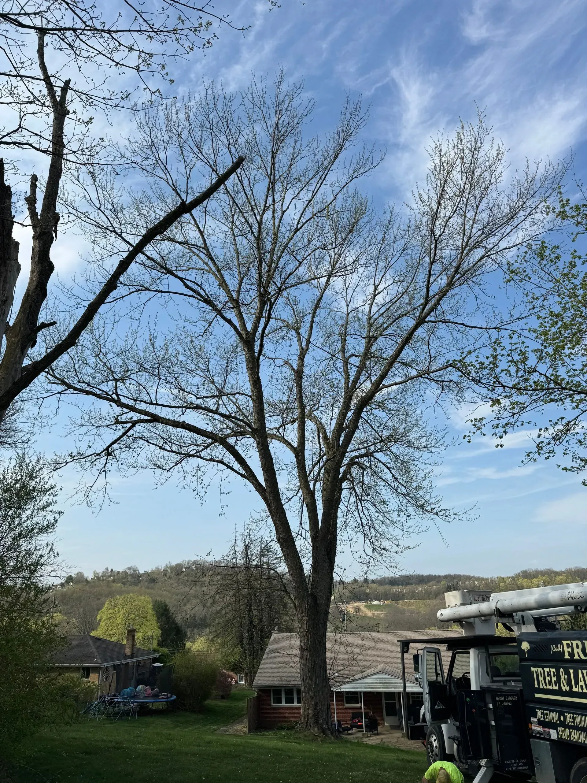 Large tree with bare branches against a cloudy blue sky; a house and vehicle are visible below.