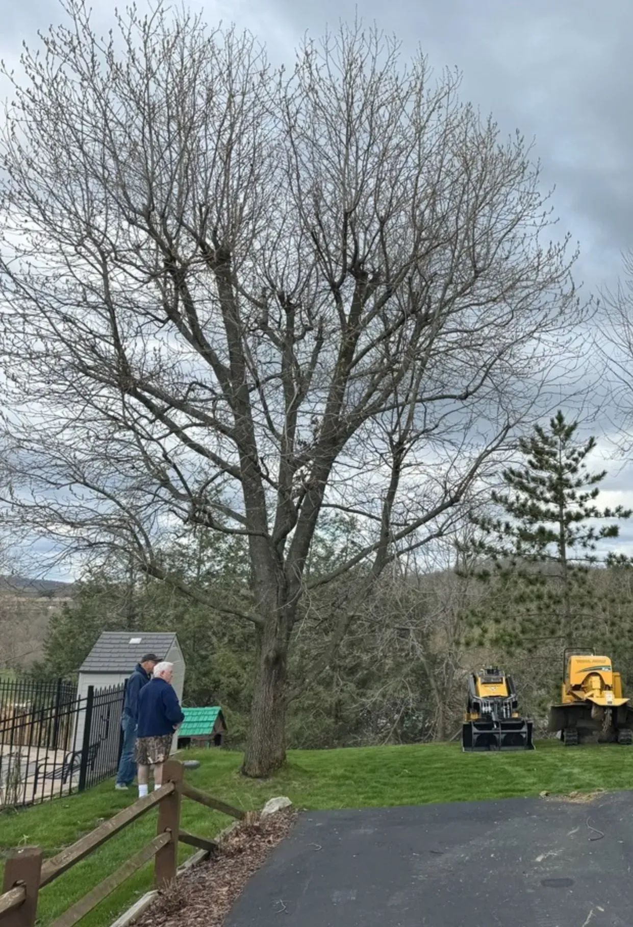 Tall tree in spring with emerging leaves, two people, and construction equipment. Overcast sky.