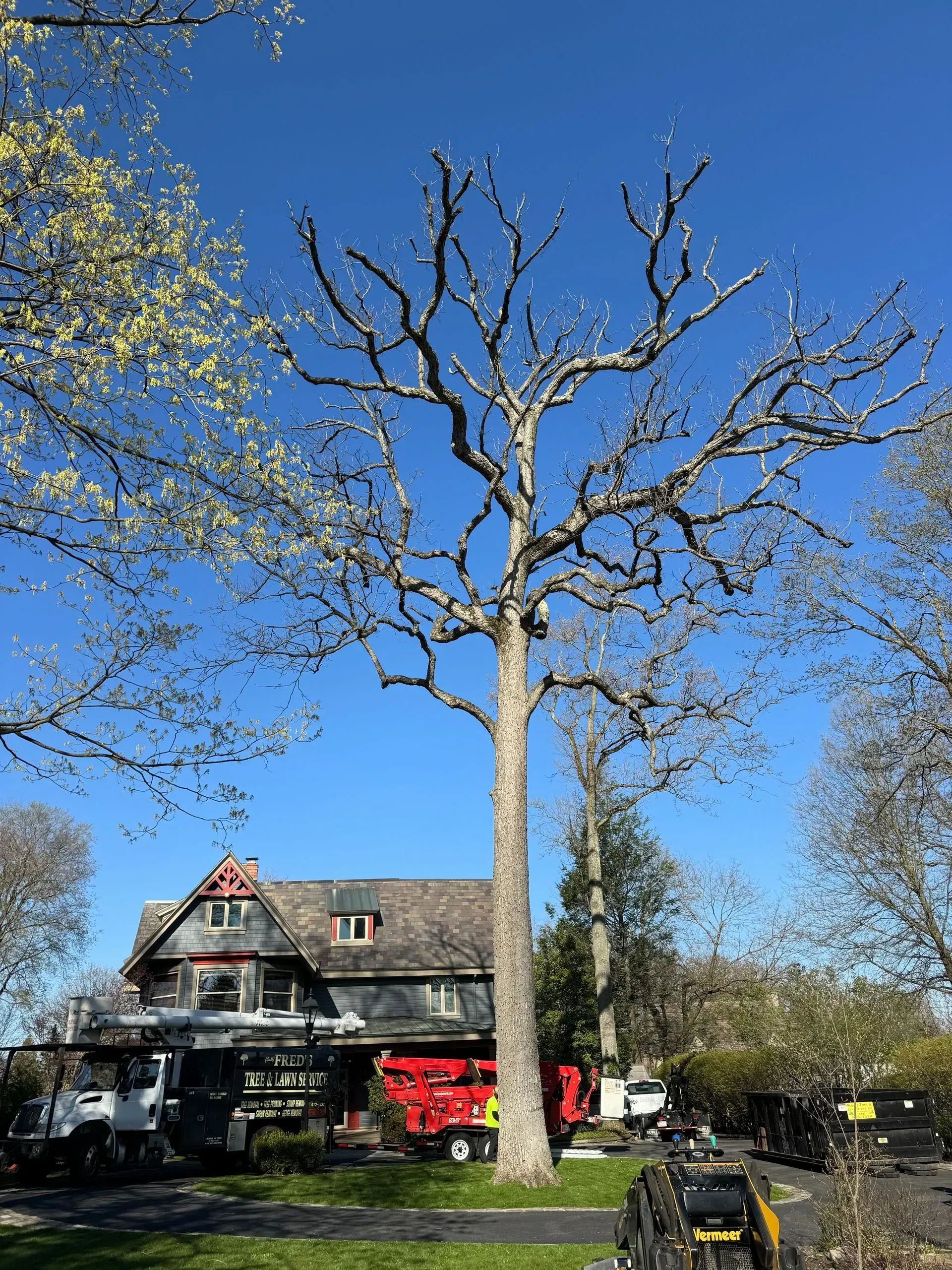Tree pruned with bare branches against a blue sky, near a house and equipment.