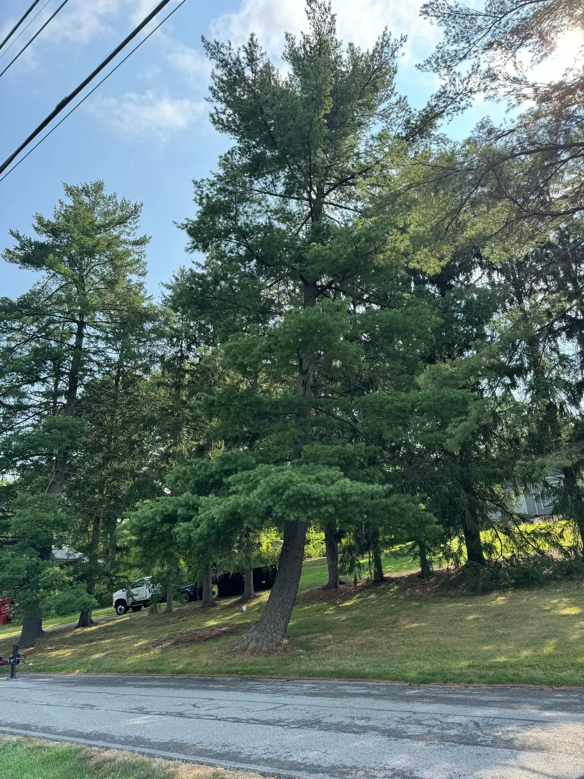Tall green trees line a road, with the sky peeking through. A tilted tree is in the foreground.