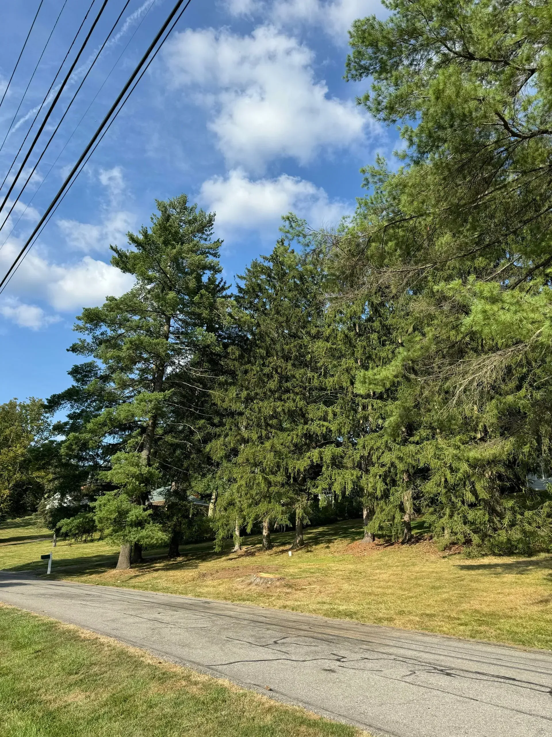 Trees line a path, beneath blue sky with clouds; power lines overhead, grassy area.