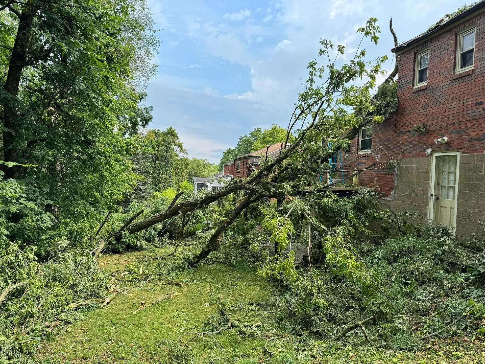 A tree fallen across a yard and building, limbs and green foliage. Brick house on the right.