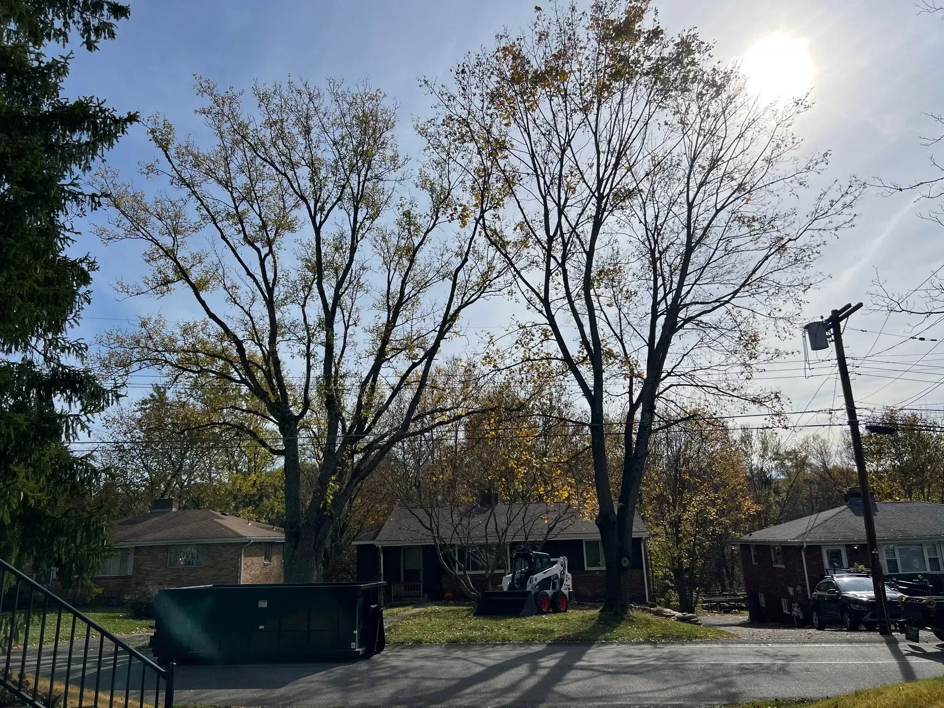 Two trees with sparse yellow leaves in front of a house on a sunny day.