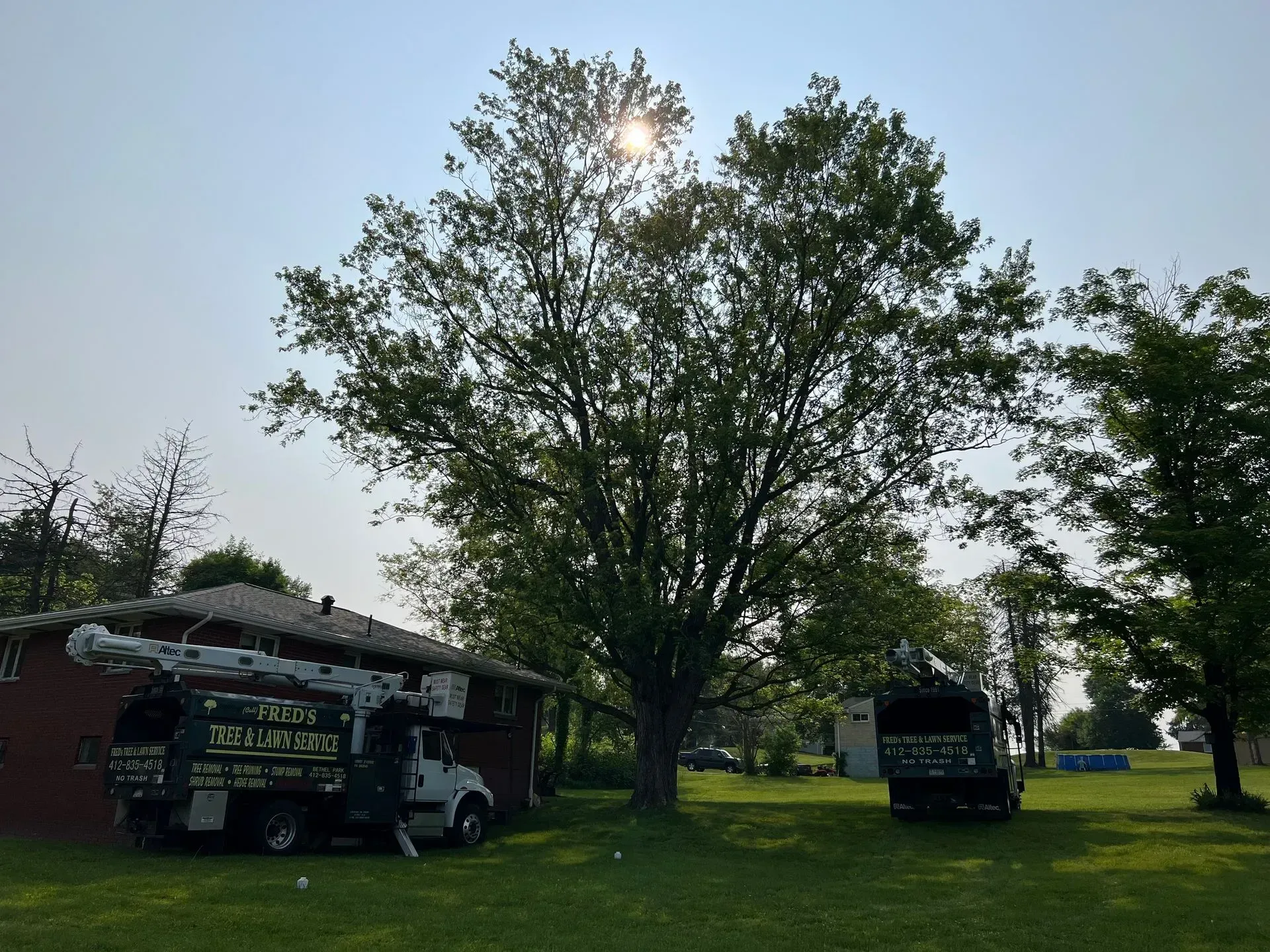 Two tree service trucks parked on a grassy lawn next to a large tree, with the sun shining through its leaves.
