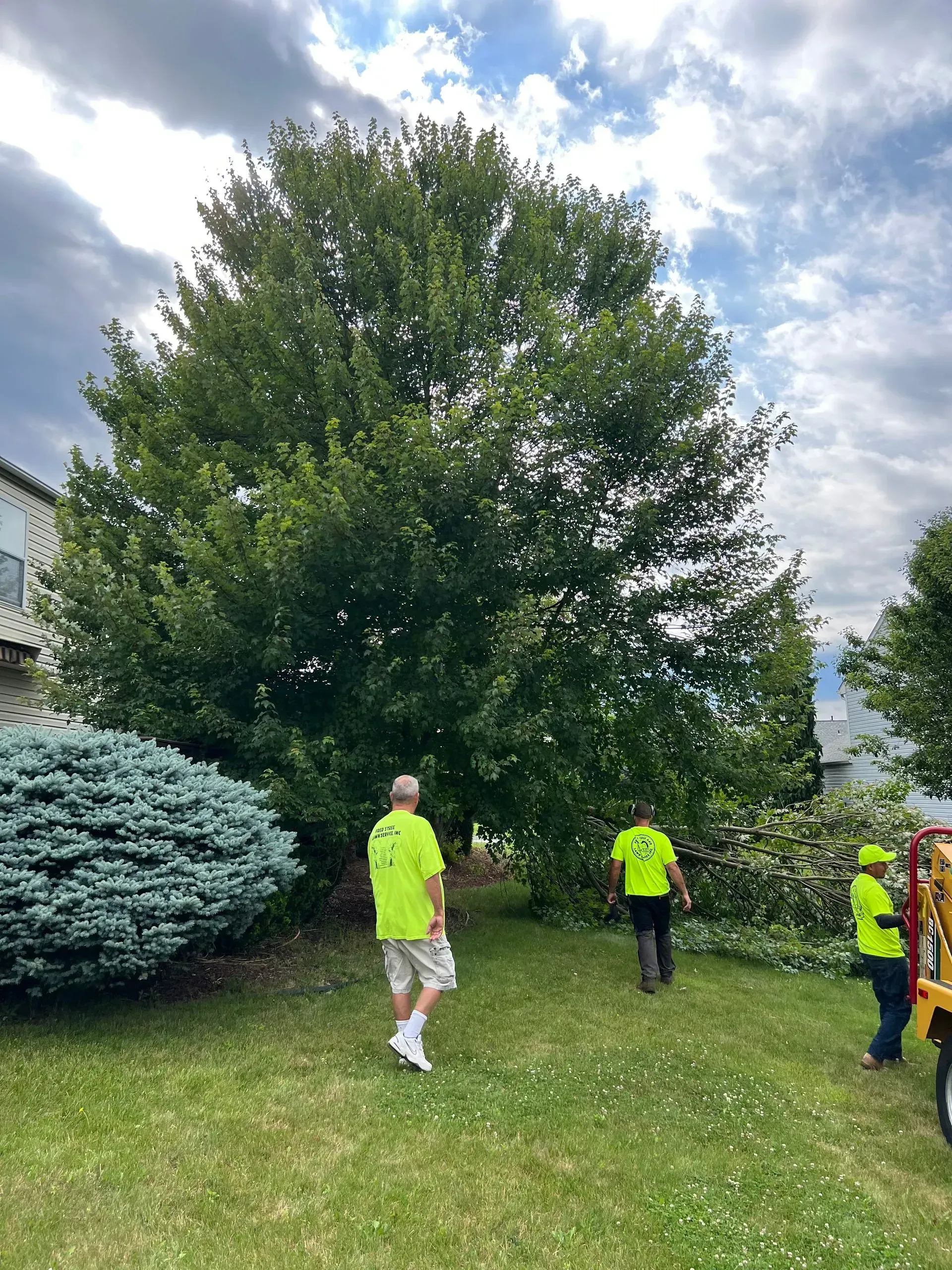 Three people in safety vests stand near a large tree in a yard. The tree has branches on the ground.