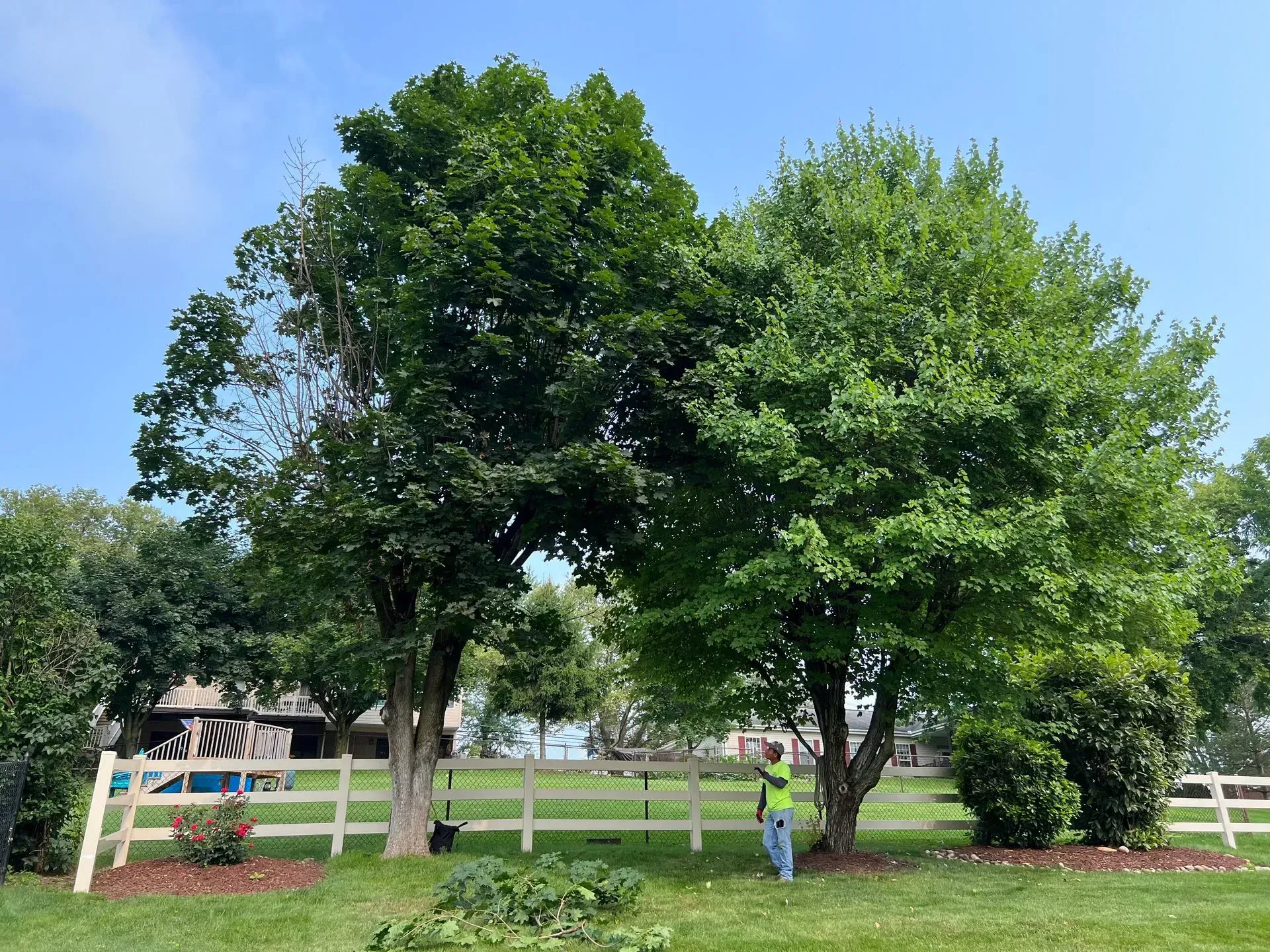Two green trees with a white fence in the background under a blue sky, a person in a yellow vest is near the trees.