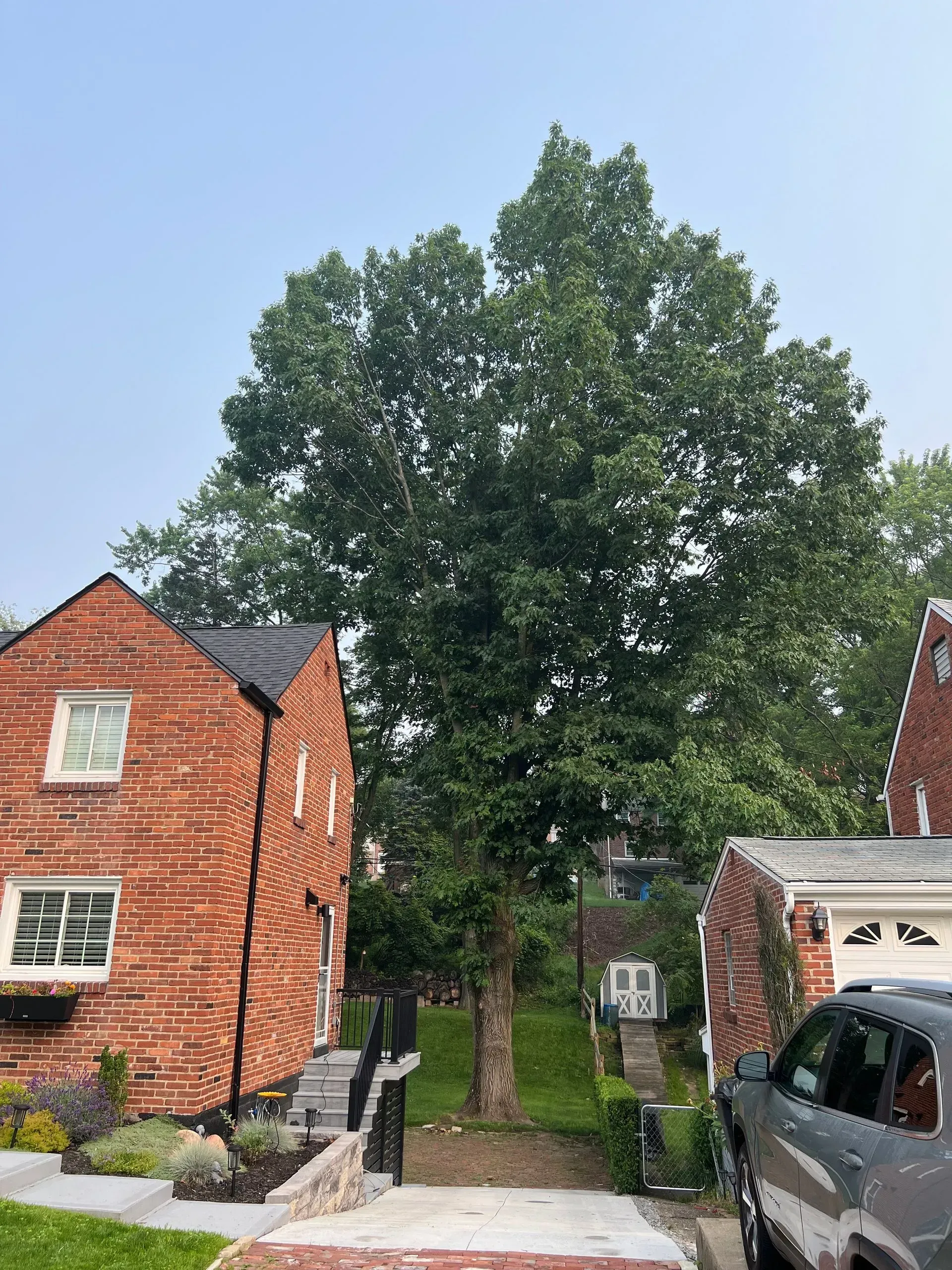 Brick houses flank a large tree on a sunny street. A car is parked in the right driveway.